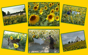 4th Sep 2022 - Sunflower Summer
