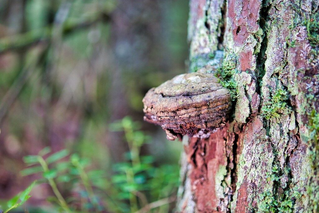 Old fungus on tree by okvalle