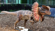 4th Sep 2022 - Dilophosaurus