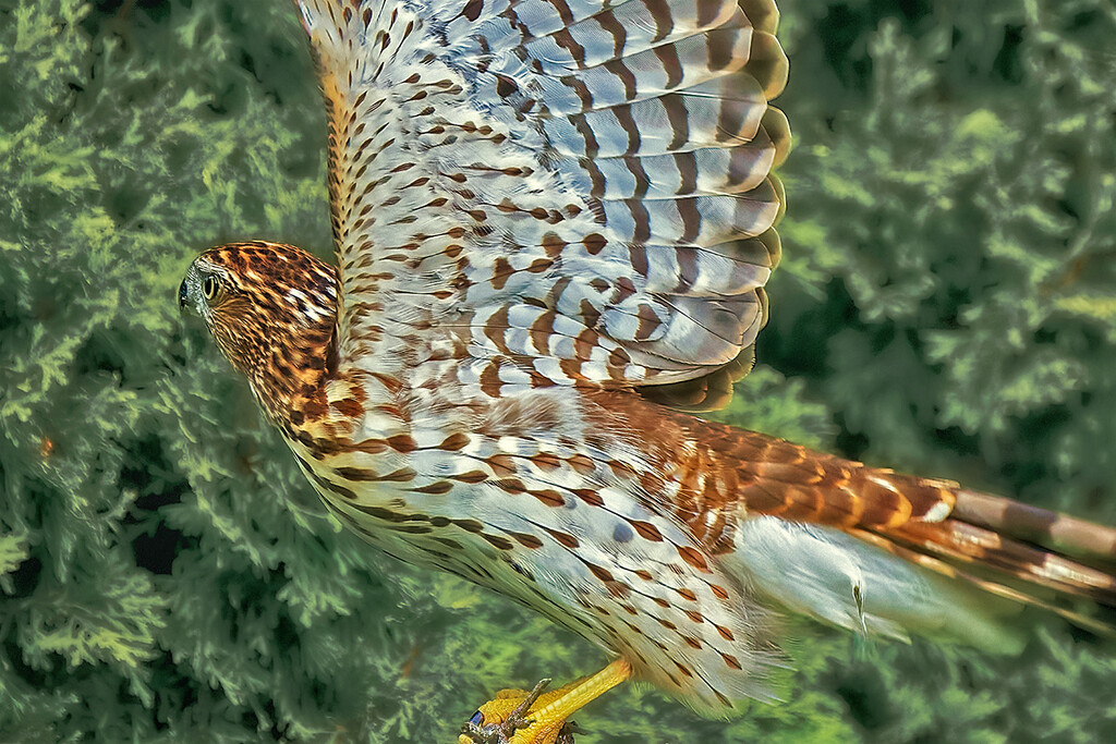 Hawk Takeoff Crop by gardencat
