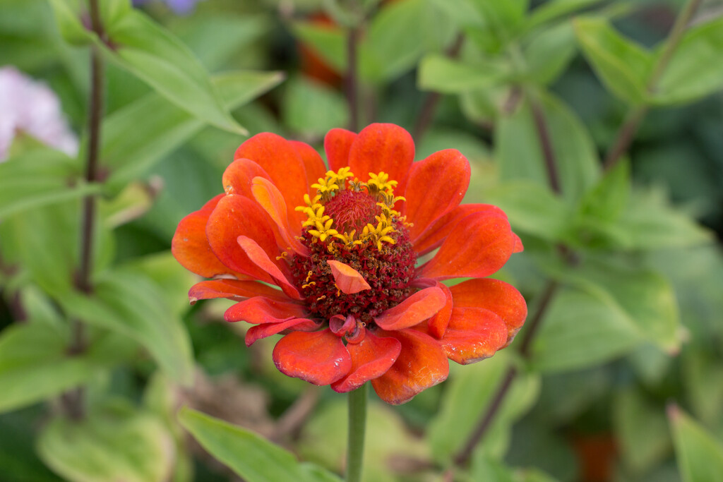 Fading zinnia (nf2) by busylady