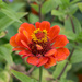 Fading zinnia (nf2) by busylady