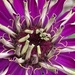 Zinnia Flower  by cataylor41