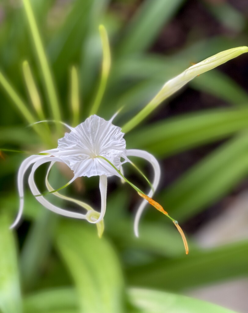 Spider Lily  by ctclady
