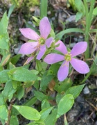 28th Aug 2022 - rose gentian . . . still blooming