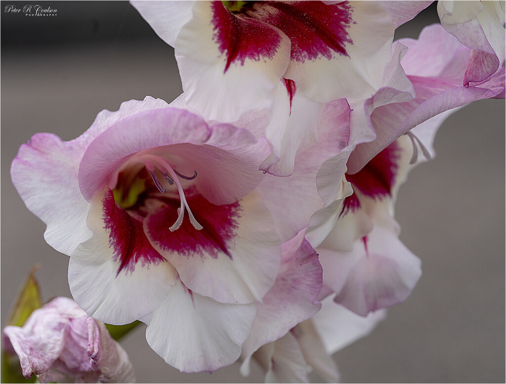 Gladiolus closeup, macro by pcoulson