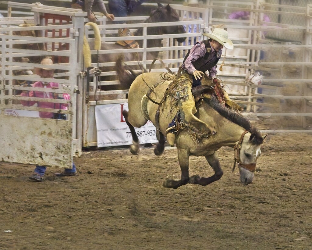 LHG_5981Bronc off all fours right out the the shoot by rontu