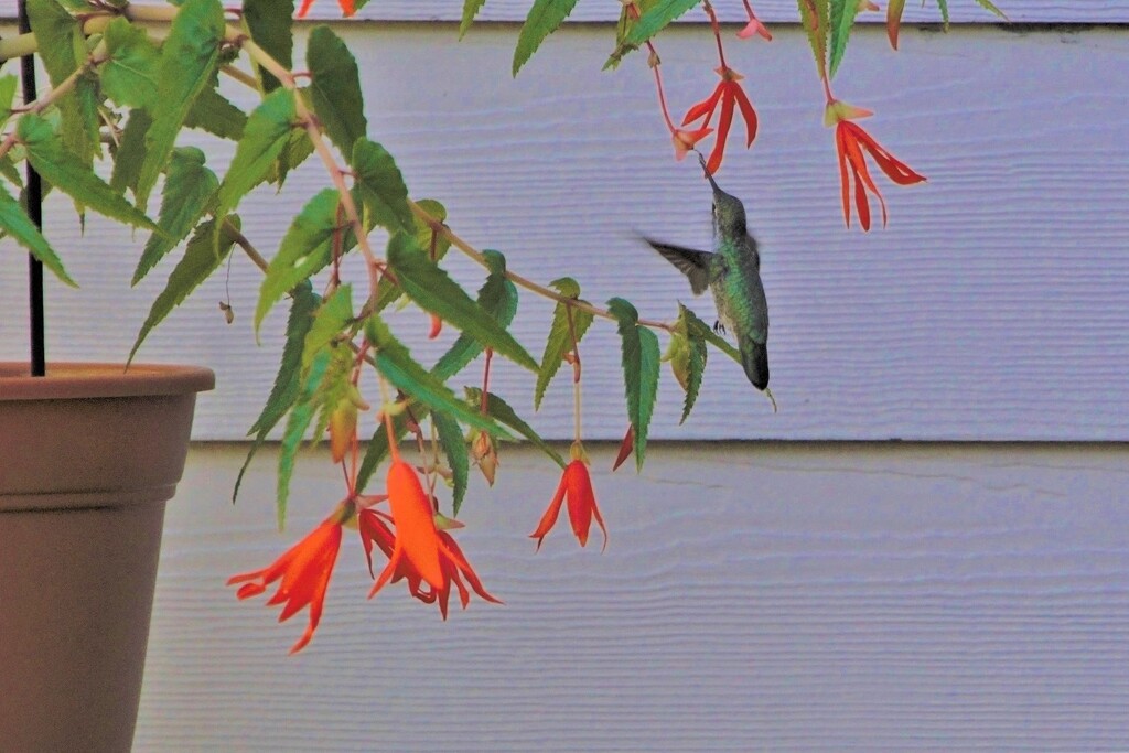 Backyard Hummingbird by thedarkroom