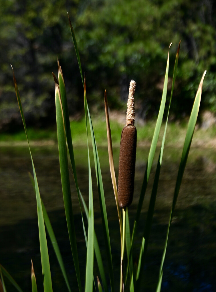 Late Summer Cattail by ososki
