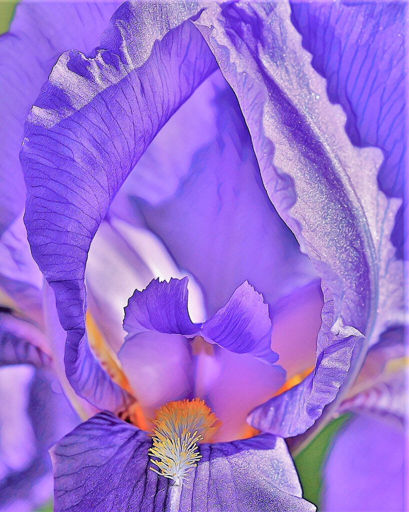 Iris  by lynnz
