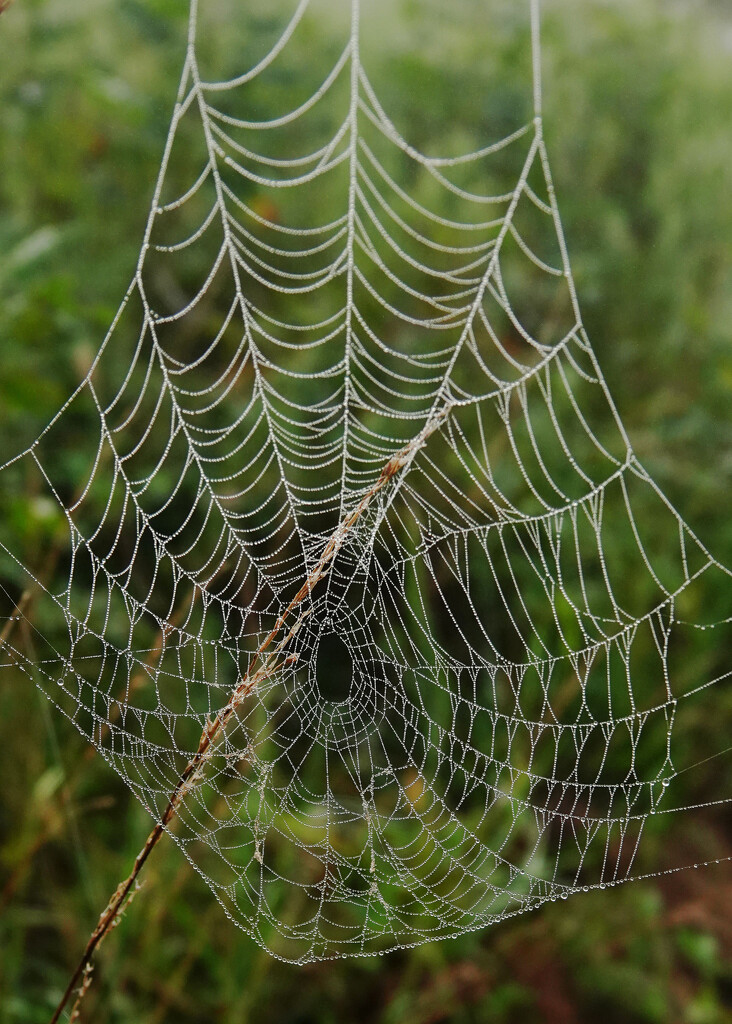 Lots of Webs - No Dewdrops by milaniet