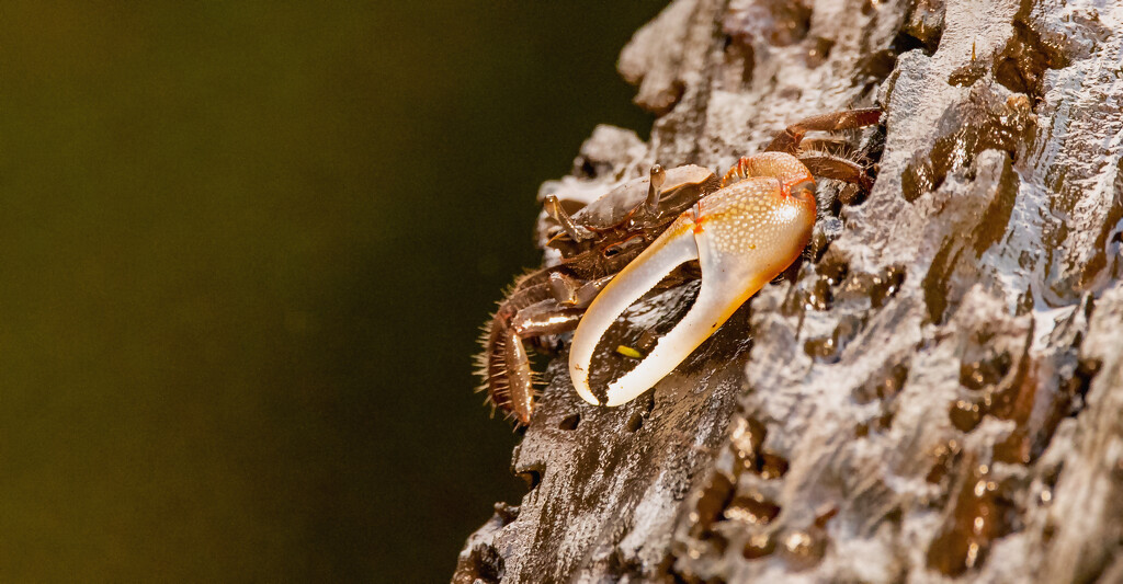 Fiddler Crab Soaking Up the Rays! by rickster549