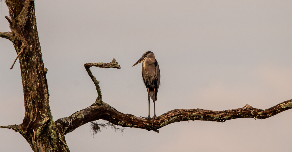 Blue Heron Speaking To the Other Blue Heron! by rickster549