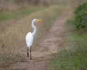 4th Sep 2022 - Great Egret