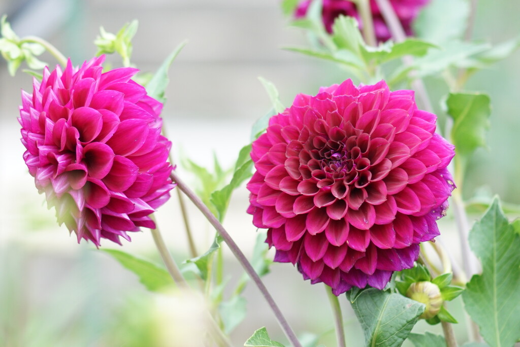 pink dahlias by amyk