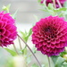 pink dahlias by amyk