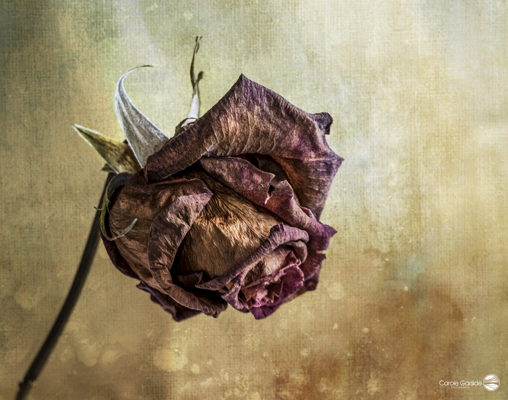 Decayed Rose by yorkshirekiwi