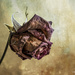 Decayed Rose by yorkshirekiwi