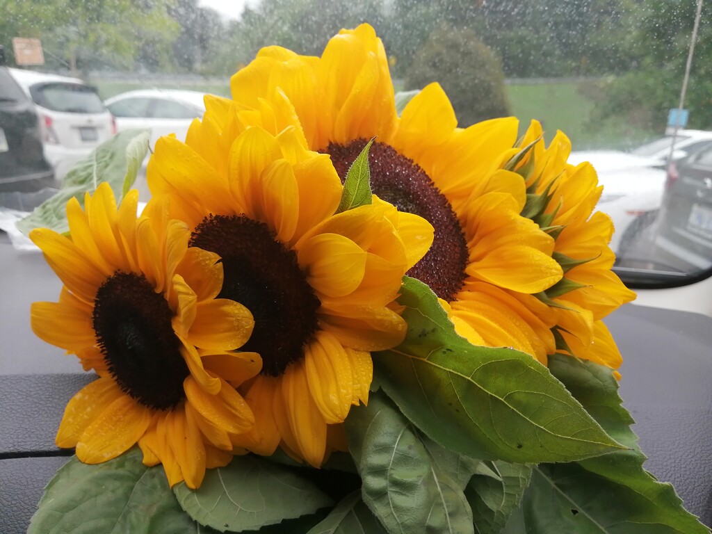 Roadside Sunflowers by princessicajessica