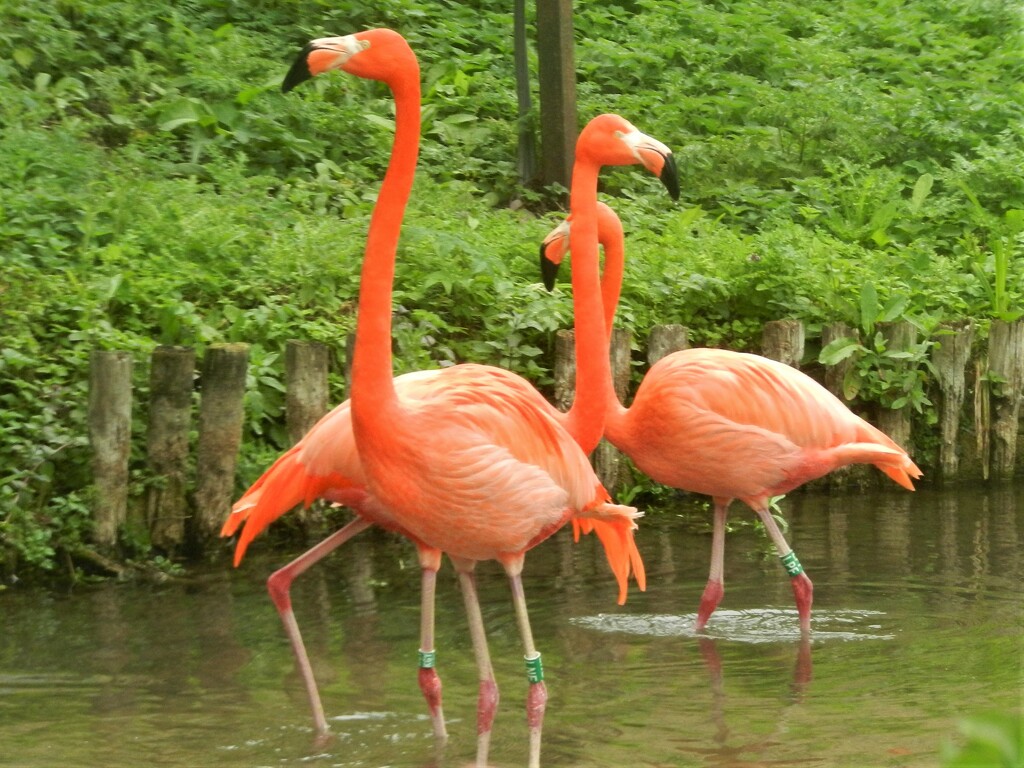 Pretty Flamingos by jenbo