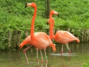 31st Aug 2022 - Pretty Flamingos