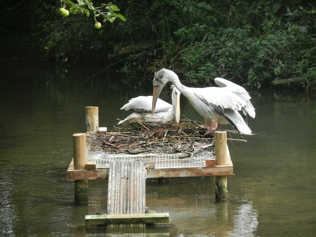 Tending their nest by jenbo