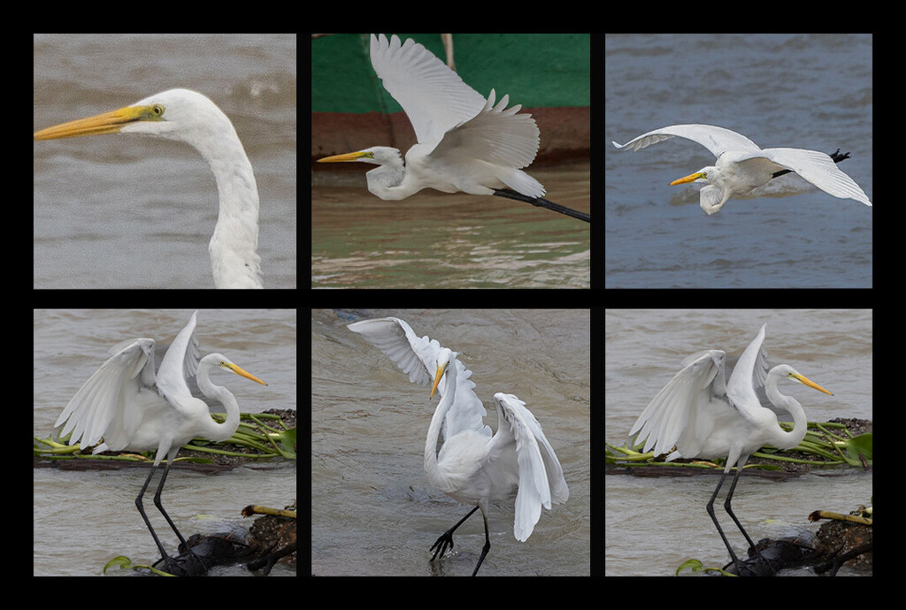 Collage Naklua Beach Birds by lumpiniman