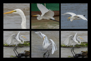 5th Sep 2022 - Collage Naklua Beach Birds