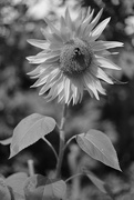 5th Sep 2022 - SOOC 5 - Sunflower