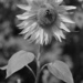 SOOC 5 - Sunflower by phil_sandford