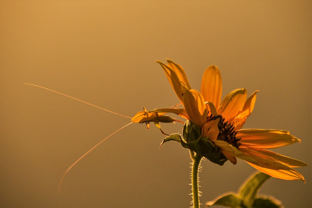 The Photographer is the Antenna of Nature by kareenking