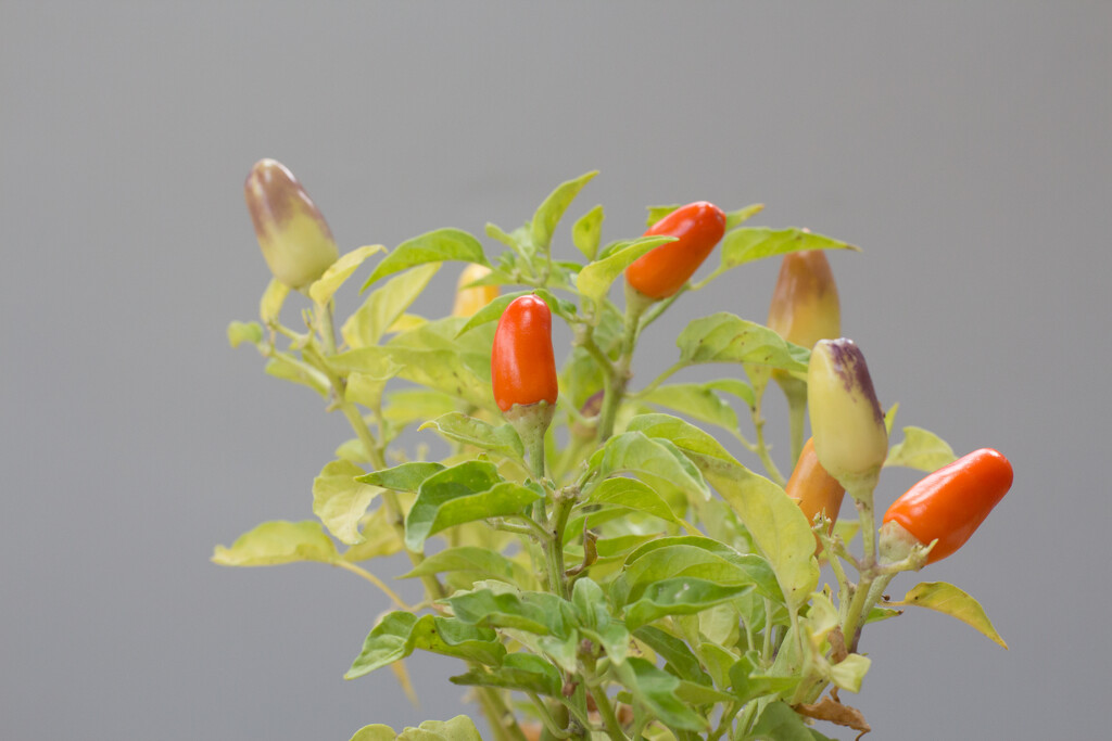 Ripening chillies nf3 by busylady