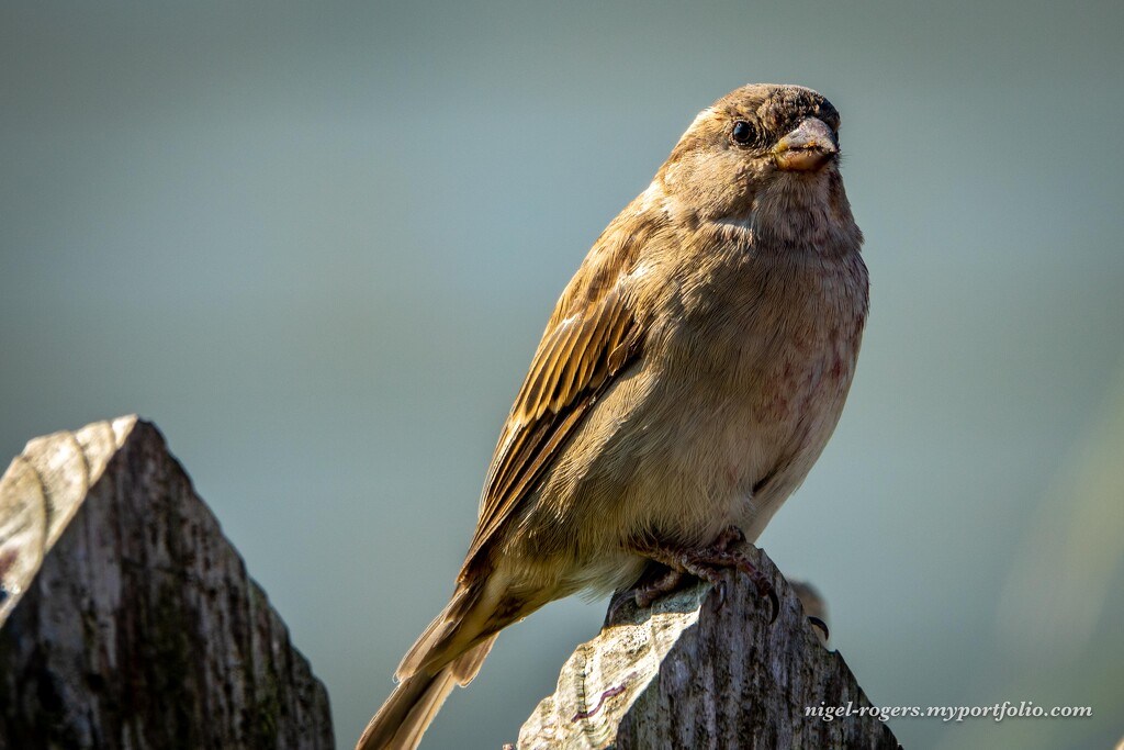 Sparrow on Fence by nigelrogers