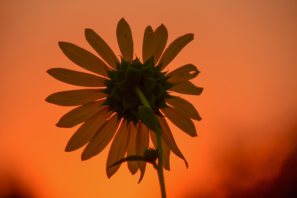 Sunflower Watches the Sun Set by kareenking