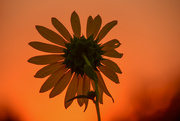 4th Sep 2022 - Sunflower Watches the Sun Set