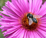 5th Sep 2022 - Bee  on a Daisy 