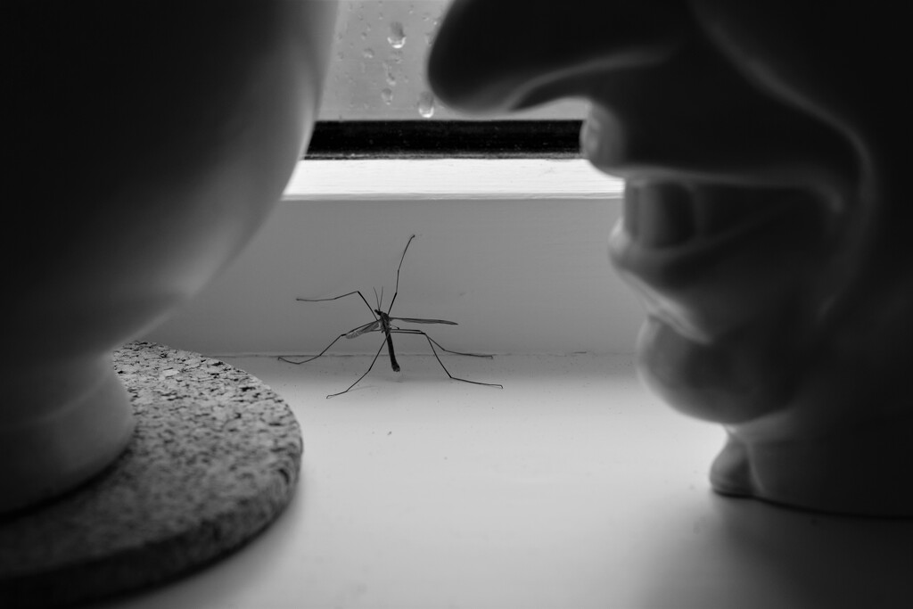 daddy long legs by christophercox