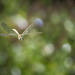 Dragonfly in Flight  by jgpittenger