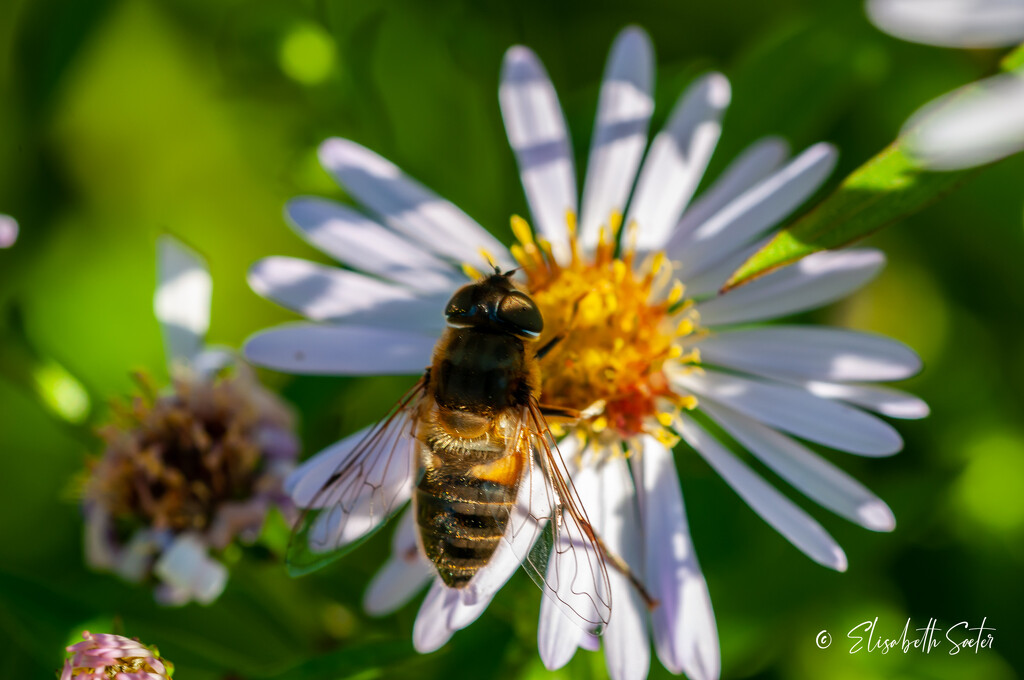 Bee by elisasaeter