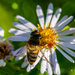 Bee by elisasaeter