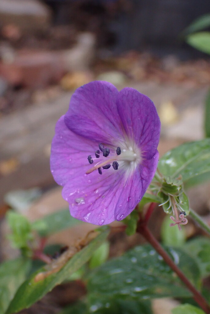 Second bloom by speedwell