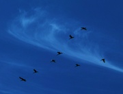6th Sep 2022 -   Flight of the Ibis ~