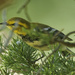 Black-throated Green Warbler by rminer