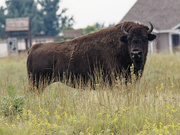 2nd Sep 2022 - bison 