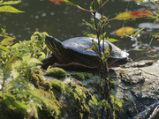 2nd Sep 2022 - painted turtle