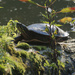painted turtle by rminer