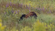 2nd Sep 2022 - bison in wildflowers 