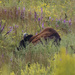 bison in wildflowers  by rminer