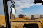 11th Aug 2022 - Palouse Harvesting (from inside the Combine)