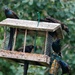 A Plague of Grackles by ljmanning